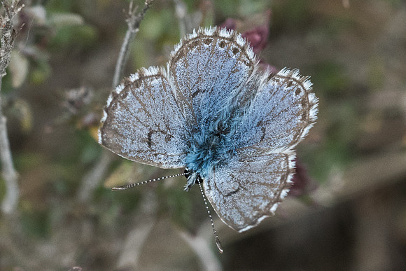 Pseudophilotes panoptes-3512 - Sournia - 18/05/23