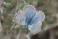 Pseudophilotes panoptes-3509 - Sournia - 18/05/23