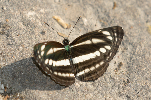 Neptis sp-3477- Doi Inthanon - 23/03/25