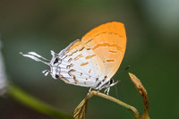 Drupadia ravindra boisduvalii ♀-6968 Doi-Suthep - 14/03/23