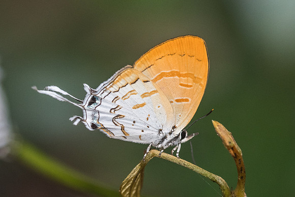 Drupadia ravindra boisduvalii ♀-6968 Doi-Suthep - 14/03/23