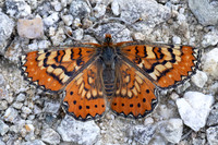 Euphydryas desfontainii-3730 - Salvezines- 24/05/26