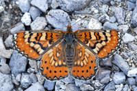 Euphydryas desfontainii-3665 - Salvezines- 24/05/26