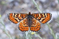 Euphydryas desfontainii-3775 - Salvezines- 24/05/26