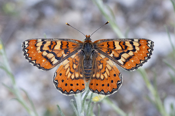 Euphydryas desfontainii-3775 - Salvezines- 24/05/26
