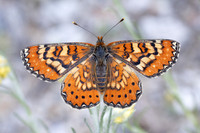 Euphydryas desfontainii-3780 - Salvezines- 24/05/26