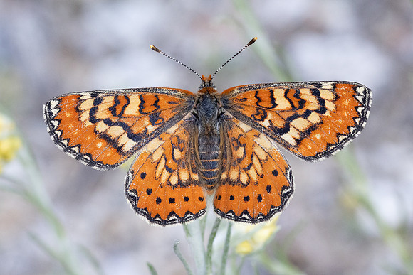 Euphydryas desfontainii-3780 - Salvezines- 24/05/26