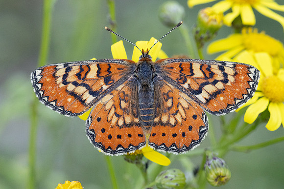 Euphydryas desfontainii-3678 - Salvezines- 24/05/26