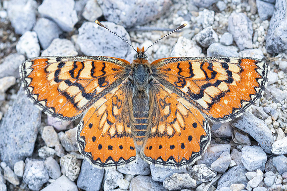 Euphydryas desfontainii-3660 - Salvezines- 24/05/26