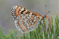 Euphydryas desfontainii-3636 - Salvezines- 24/05/26