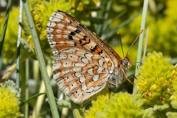 Euphydryas desfontainii-3292 - Salvezines- 23/05/26