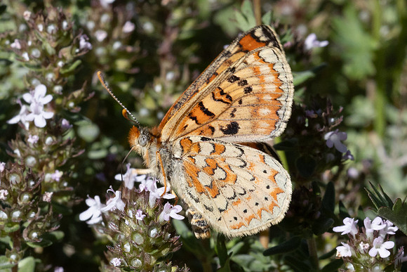 Euphydryas desfontainii-2239 - Salvezines- 22/05/26