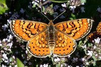 Euphydryas desfontainii-2214 - Salvezines- 22/05/26