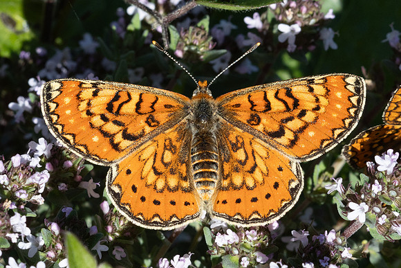 Euphydryas desfontainii-2214 - Salvezines- 22/05/26