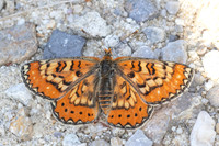 Euphydryas desfontainii-3012 -Salvezines- 23/05/26
