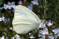 Pieris ergane-4031- Salvazines - 24/05/26