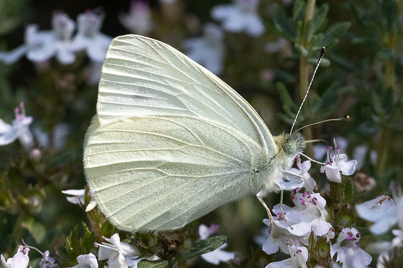 Pieris ergane-4031- Salvazines - 24/05/26