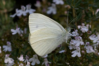 Pieris ergane-4029- Salvazines - 24/05/26