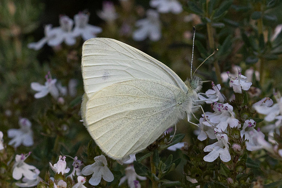Pieris ergane-4029- Salvazines - 24/05/26