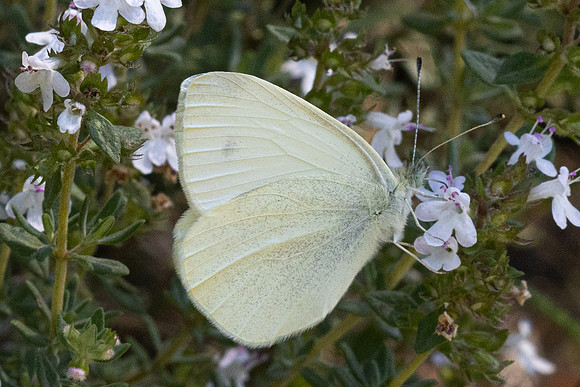 Pieris ergane-4016- Salvazines - 24/05/26