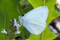 Pieris ergane - Mountain Small White -Piéride de l'æthionème
