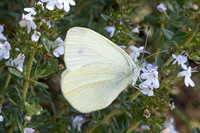 Pieris ergane-4017- Salvazines - 24/05/26