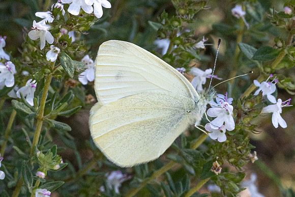 Pieris ergane-4017- Salvazines - 24/05/26