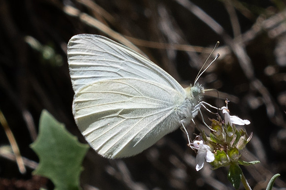 Pieris ergane-4039- Salvazines - 24/05/26