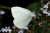 Pieris ergane-4032- Salvazines - 24/05/26