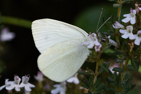 Pieris ergane-4032- Salvazines - 24/05/26