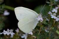 Pieris ergane-4033- Salvazines - 24/05/26