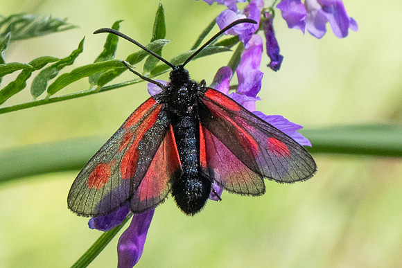 Zygaena osterodensis-4510 - Salvezines - 24/05/26