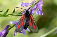 Zygaena osterodensis-4515 - Salvezines - 24/05/26
