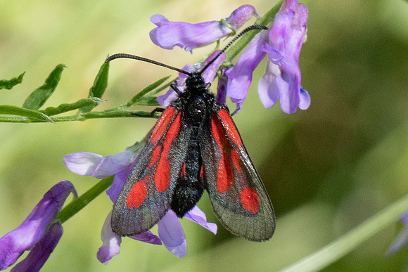 Zygaena osterodensis-4515 - Salvezines - 24/05/26