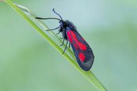 Zygaena osterodensis-4606- Salvezines - 24/05/26