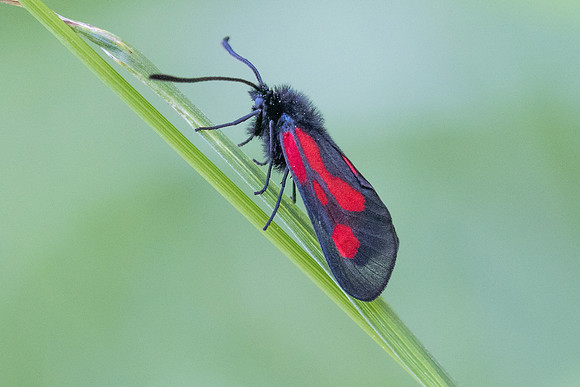 Zygaena osterodensis-4606- Salvezines - 24/05/26