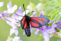 Zygaena osterodensis-4614 - Salvezines - 24/05/26