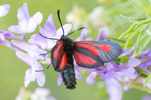 Zygaena osterodensis-4614 - Salvezines - 24/05/26