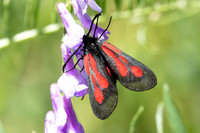 Zygaena osterodensis-4309- Salvezines - 24/05/26