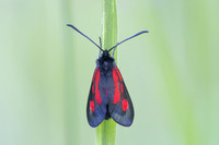 Zygaena osterodensis-4567- Salvezines - 24/05/26