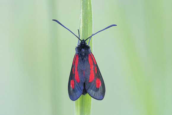 Zygaena osterodensis-4567- Salvezines - 24/05/26