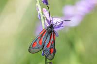 Zygaena osterodensis-4281 - Salvezines - 24/05/26