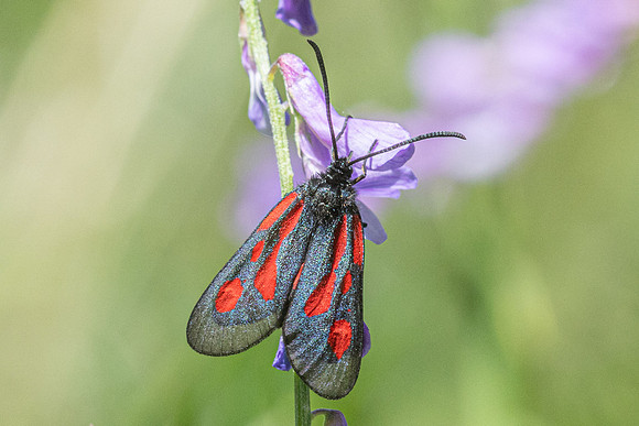Zygaena osterodensis-4281 - Salvezines - 24/05/26