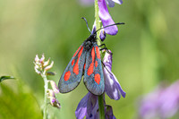 Zygaena osterodensis-4279- Salvezines - 24/05/26