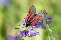 Zygaena osterodensis-4469- Salvezines - 24/05/26