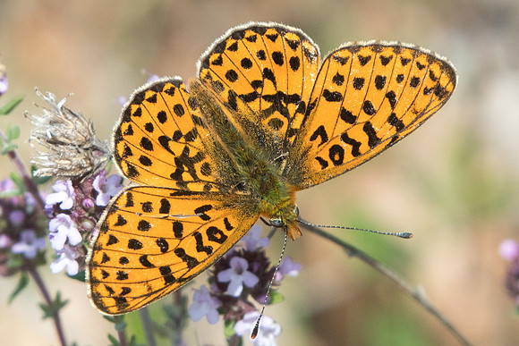 Boloria euphrosyne--4306 - Digne les Bains - 19/04/23