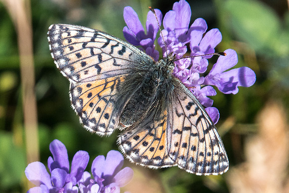Boloria napea-2449 - Puy St André - 19/07/22