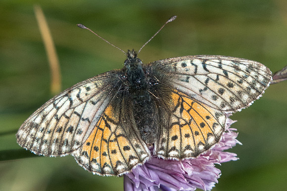 Boloria napea-1269 - Cervières - 18/07/22