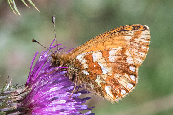 Boloria pales-1233 - Cervieres - 18/07/22