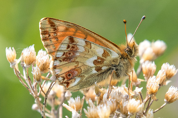 Boloria pales-4378 - Col de la Cayolle - 6/07/21